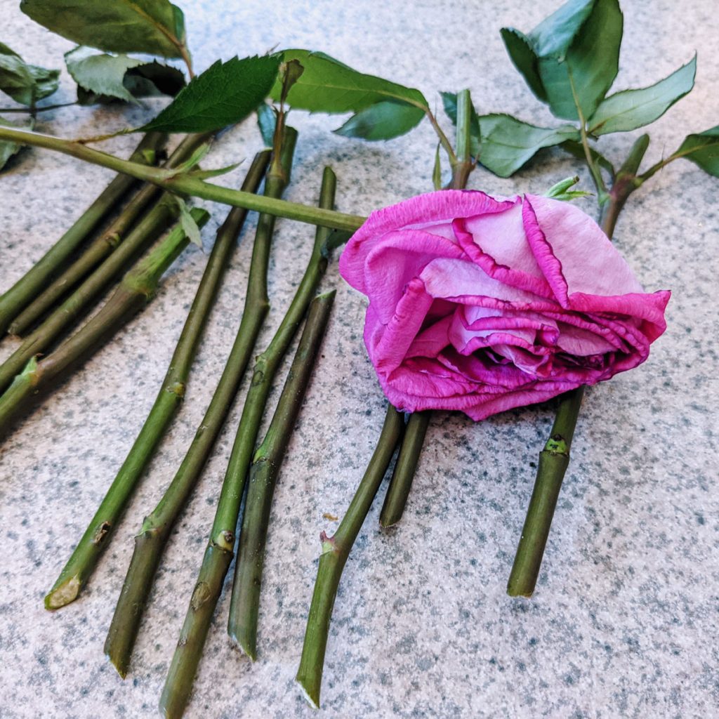 Plant Propagation from Cuttings - Pink Roses with Stems Cut