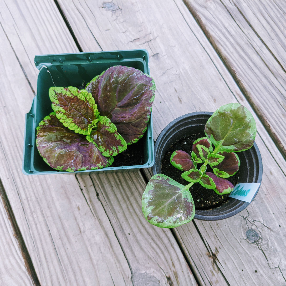 Propagating Coleus from Cuttings - Two coleus plants in small pots on the deck