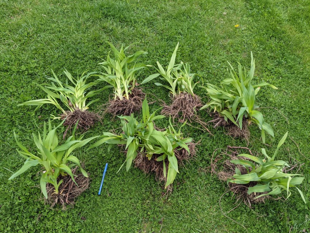 Clumps of Orange Daylilies for Propagation by Root Division