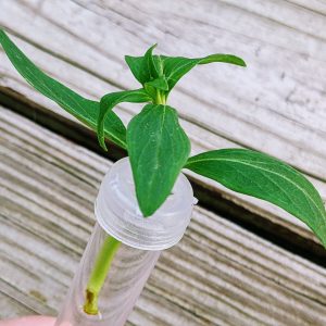 Propagating Snapdragons | How to Propagate Snapdragons from Cuttings