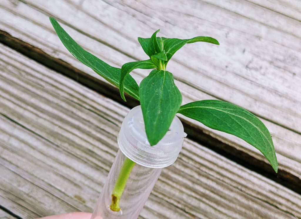 Propagating Snapdragons in a Water Tube for Bouquets - Roots already formed in one week!