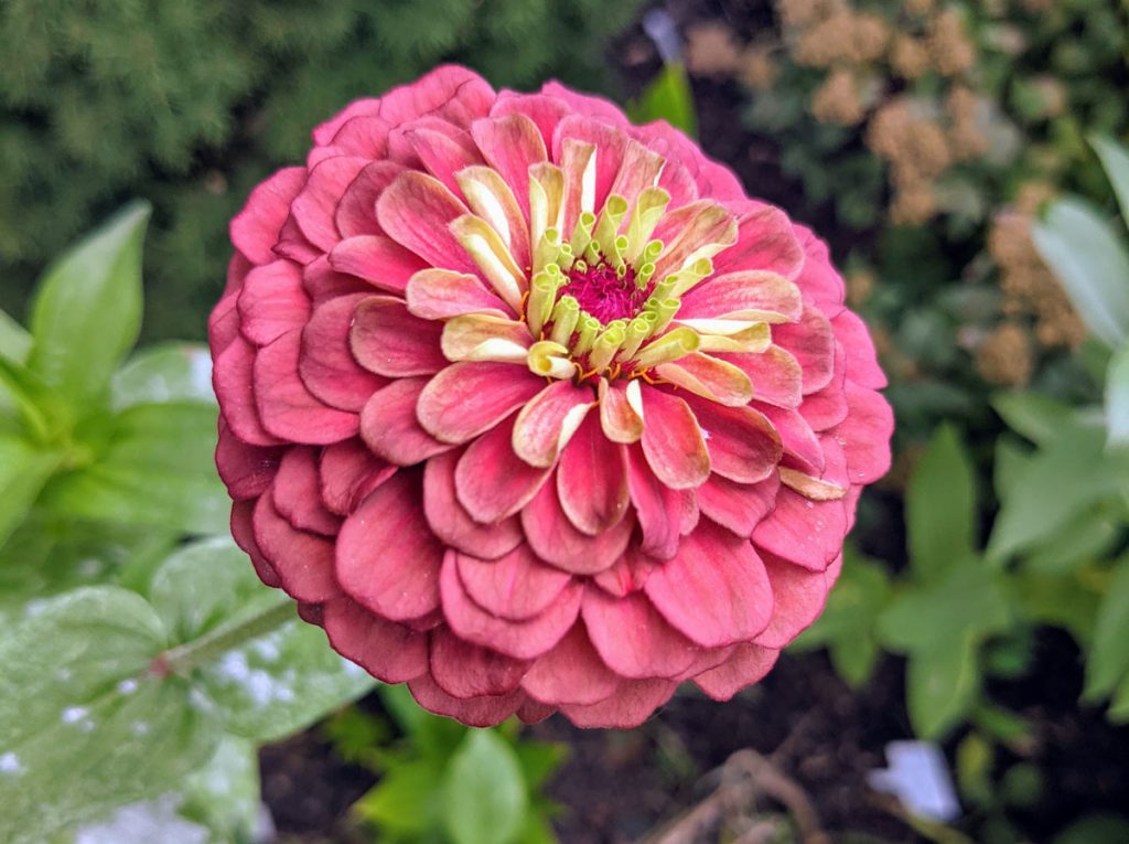 Queen Lime Red Zinnia photo in our 2021 garden