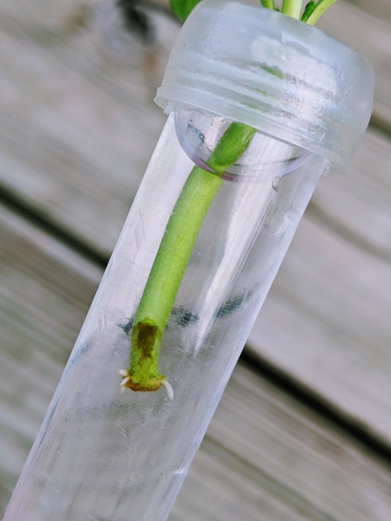 Propagating Snapdragon Cuttings in Water Tube - Rooted already with small white roots!