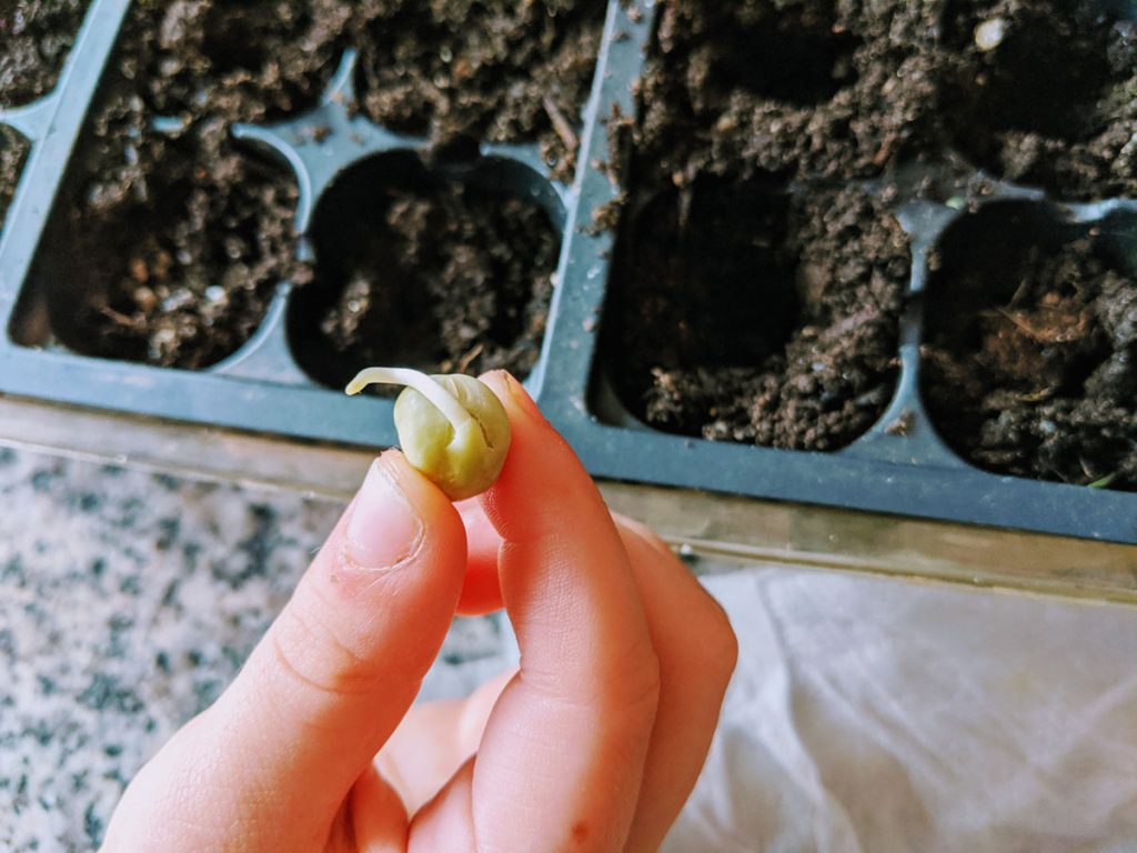 Seed Radicle - Hand holding sprouted snow pea seed 