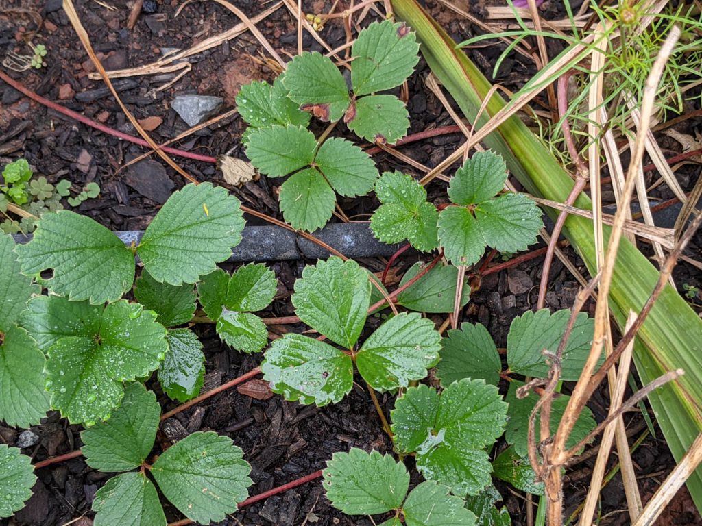 Strawberry Plants in the Garden Flower Bed