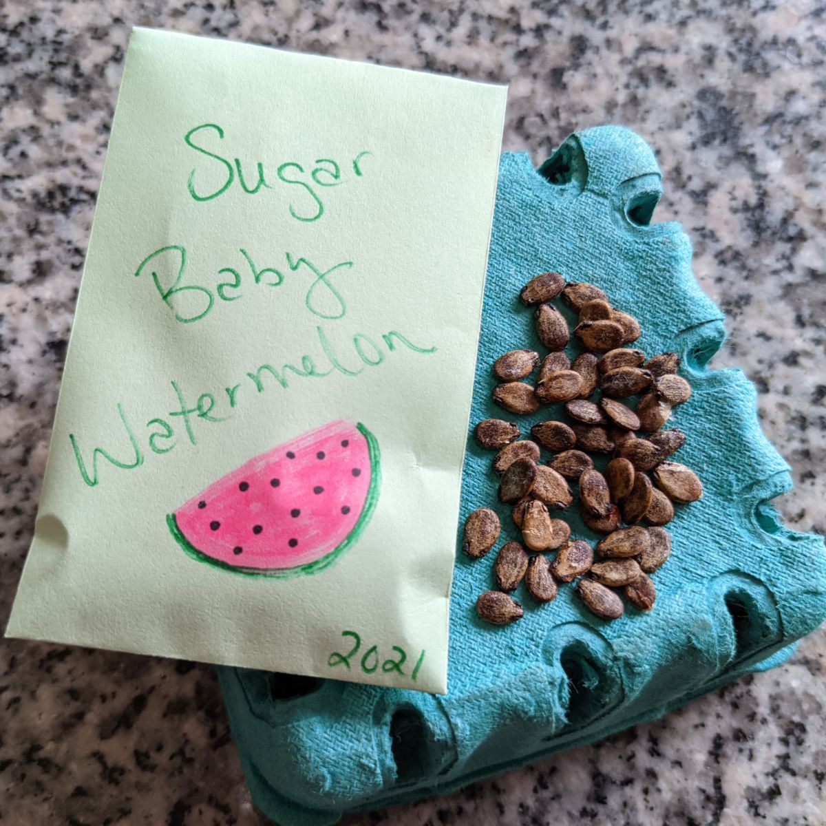 Saving Sugar Baby Watermelon Seeds