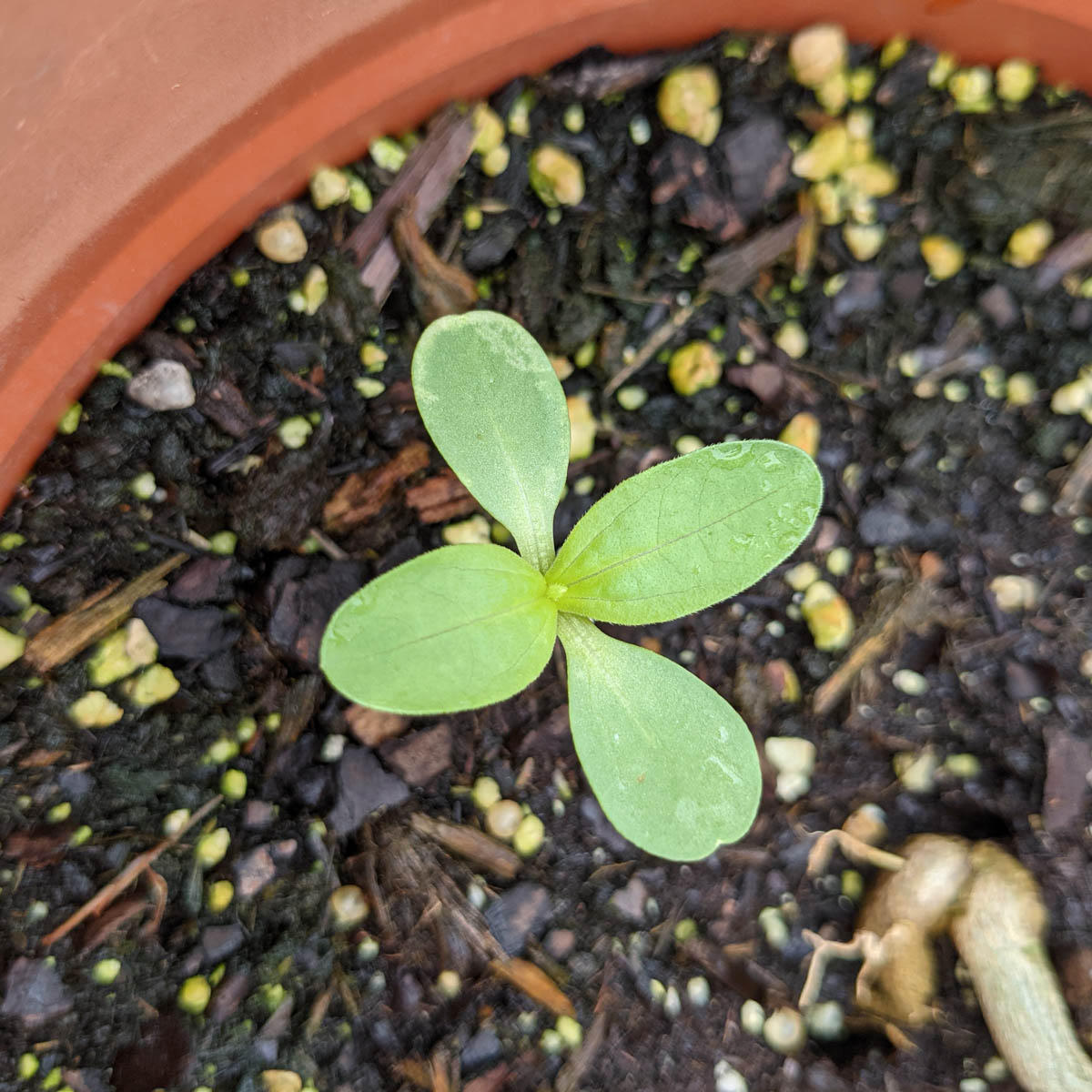 Volunteer plants like these zinnias show up in the garden by surprise!