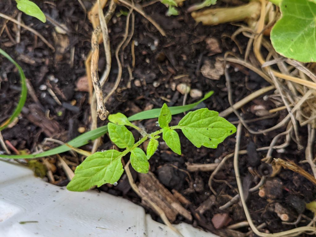 Volunteer Tomato Seedling Growing on its own in a white raised garden bed