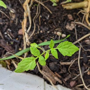 Volunteer Tomatoes – Tomato Plants Gone Rogue!