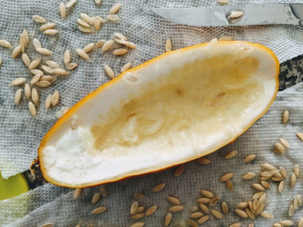 What do cucumber seeds look like? Pointed, flat oval seeds in a cream or tan color; removed from cucumber.