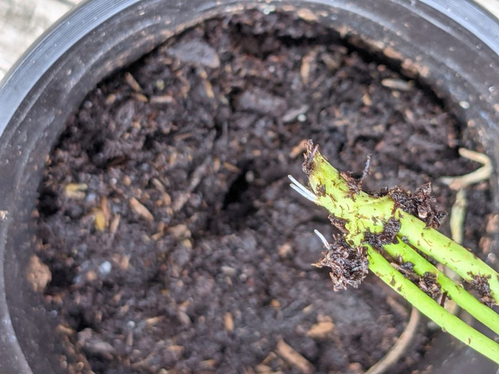 Small white roots already formed on Snapdragon Cutting rooted in soil