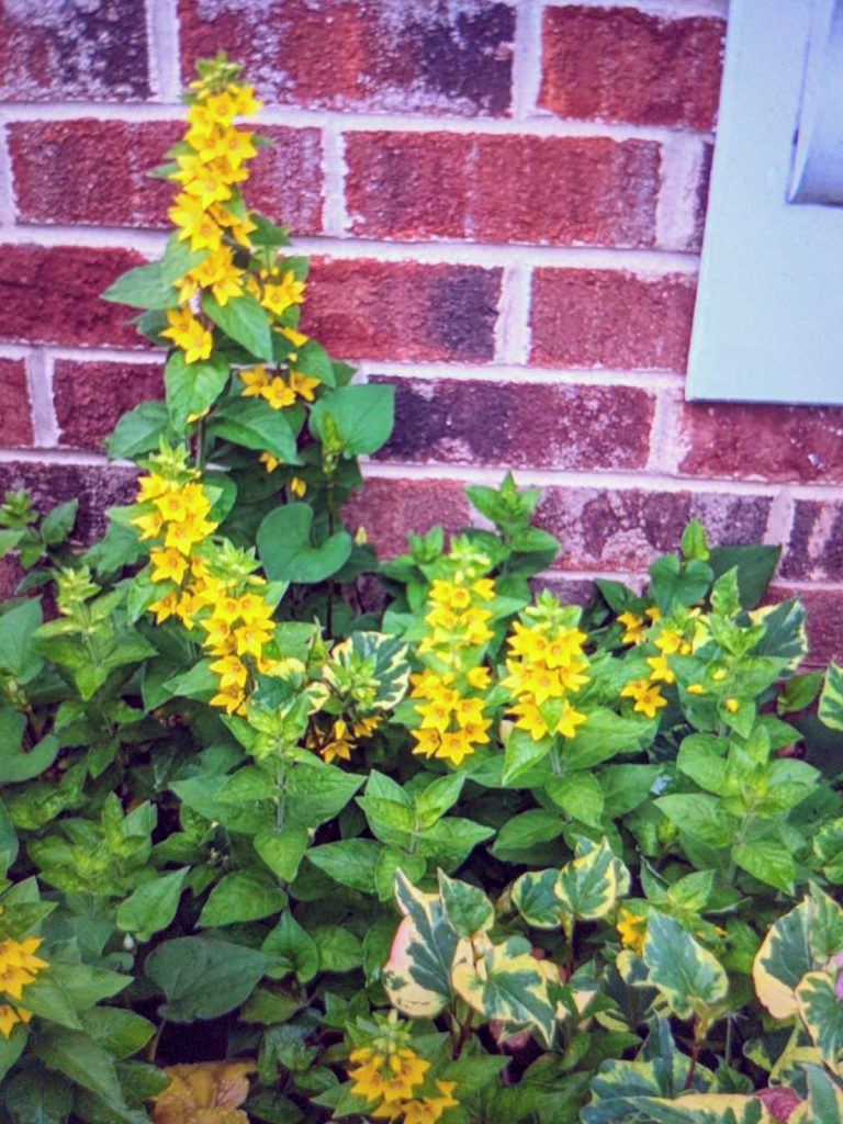 Yellow Loosestrife Perennial in Garden with Brick Behind