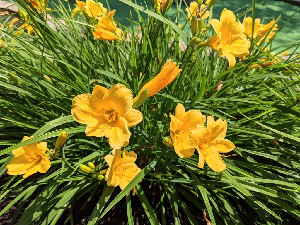 Yellow Stella D'oro Daylilies in bloom