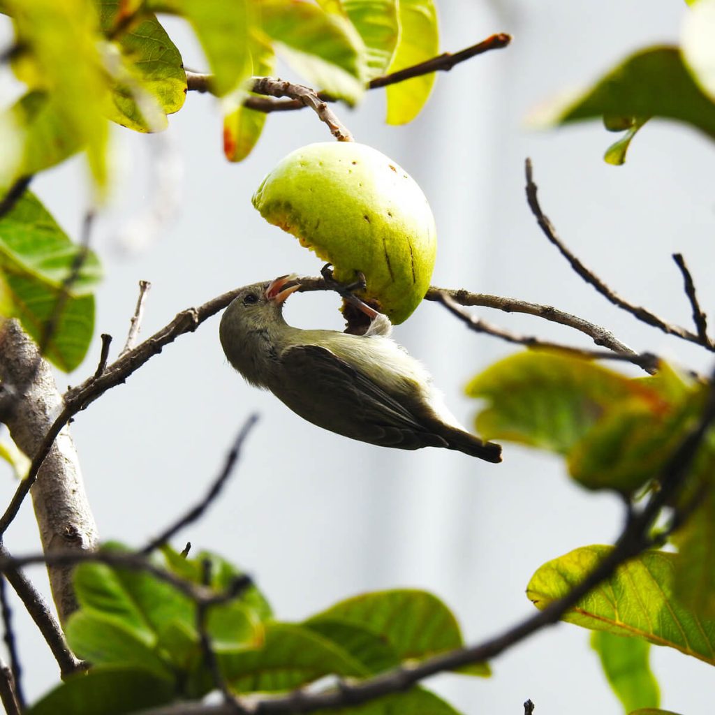 Bird Eating Fruit on the Tree - Photo by Spoortesh Honey of Pexels