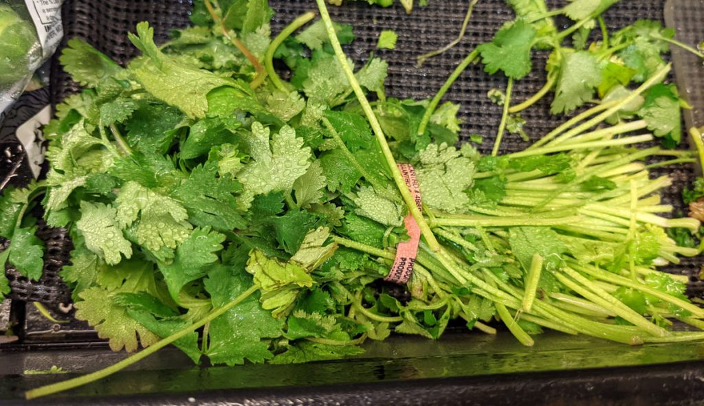 Cilantro Bunch tied with a rubber band