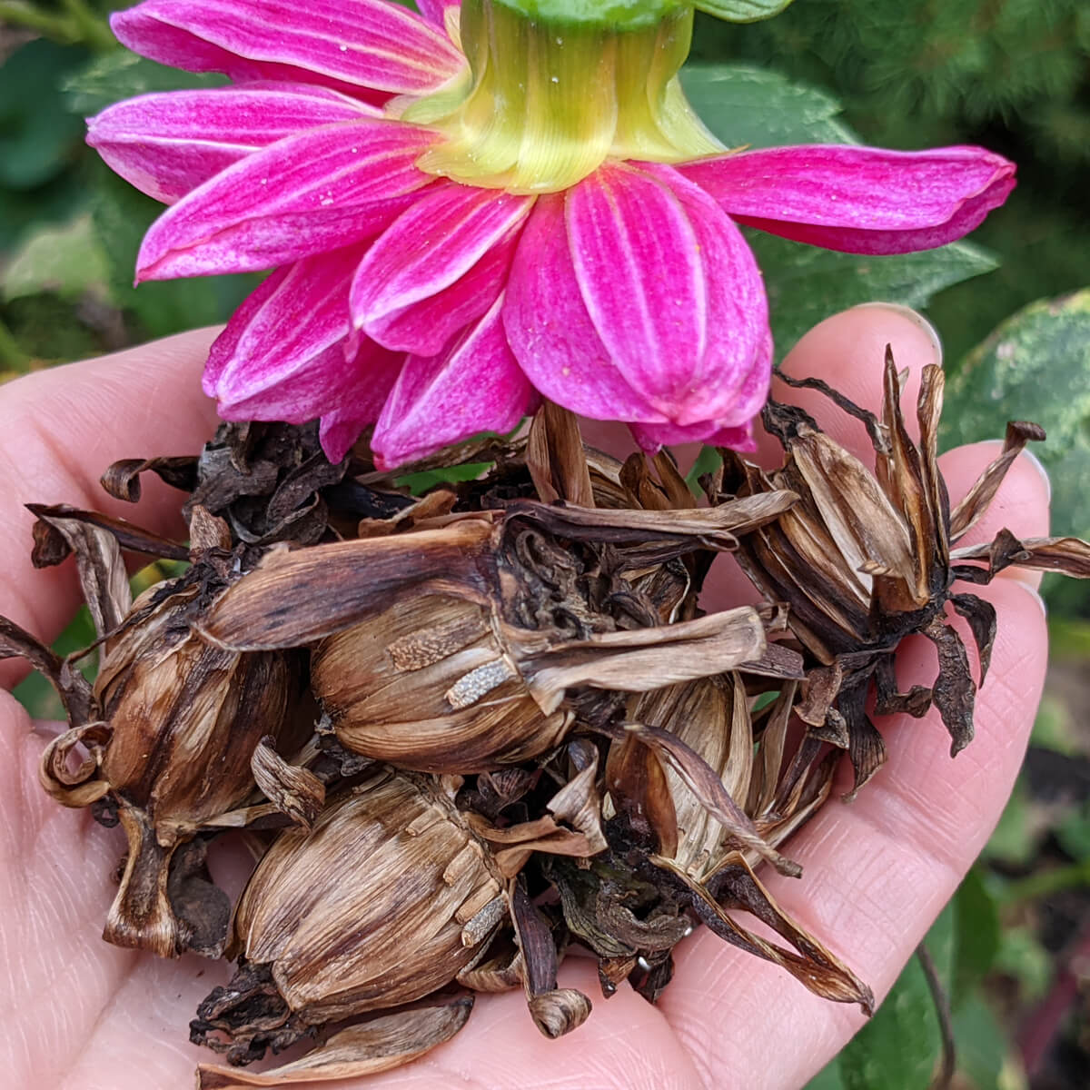 Collecting Dahlia Seeds from a Pink Dahlia, Hand Holding Brown Dahlia Seed Heads