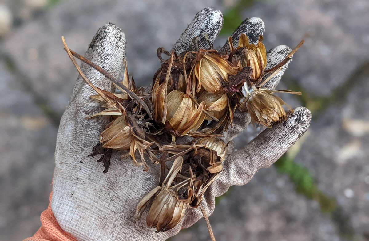 Holding Brown Dahlia Seed Pods in a Gardening Glove