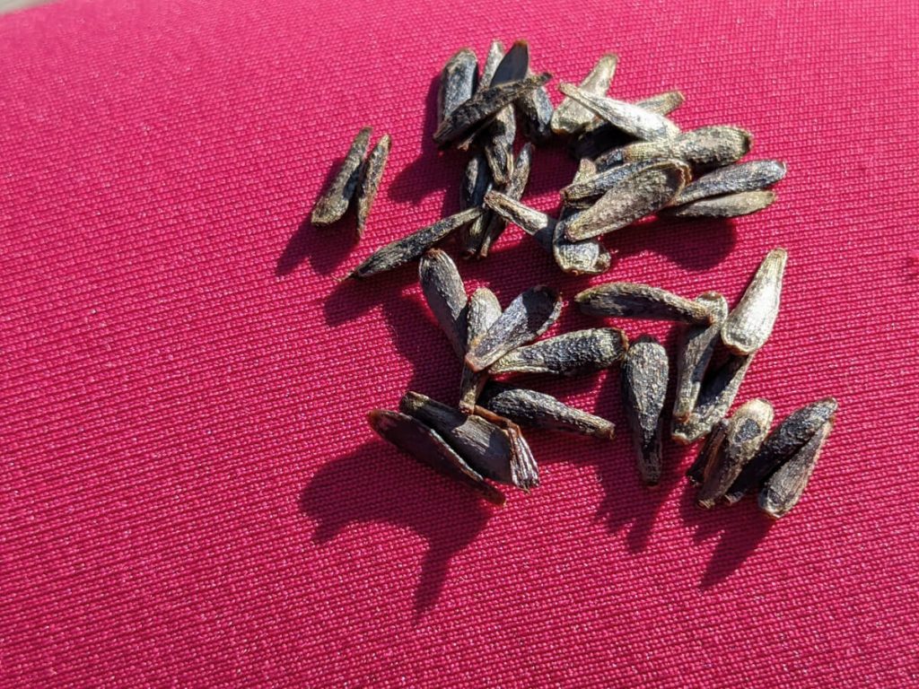 Pile of Dahlia Seeds on a Red Background