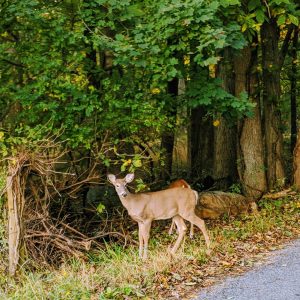 Buzz Off, Bambi – 22 Deer Resistant Annuals