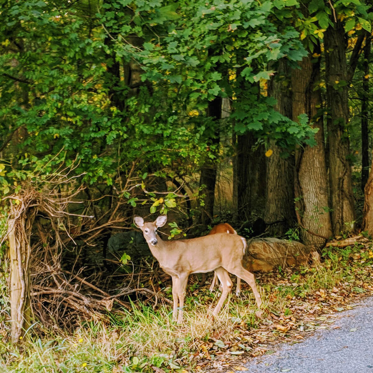 Deer and Fawn at the edge of the woods along a road in the Adirondack Park