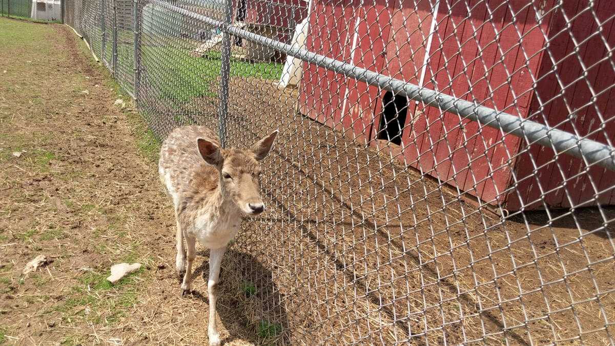 Brown deer at a petting zoo - how to keep deer out of the garden