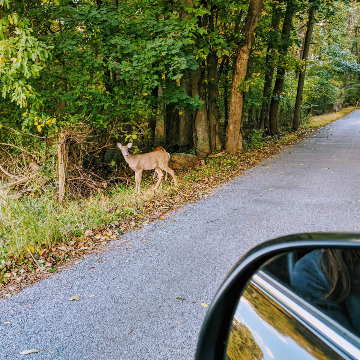 Plant Deer-Resistant Annuals to Discourage Deer in the Garden - here a deer is in the road visible from the car