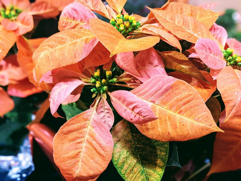 Dyed Poinsettias with a hint of glitter, great Christmas plants