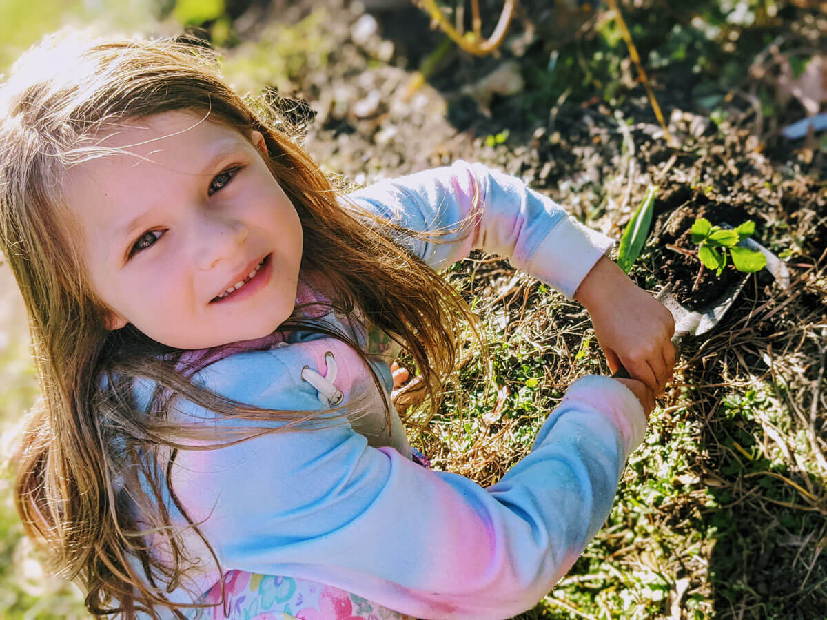 Daughter helping transplant strawberry runners / daughters in the garden in 2021