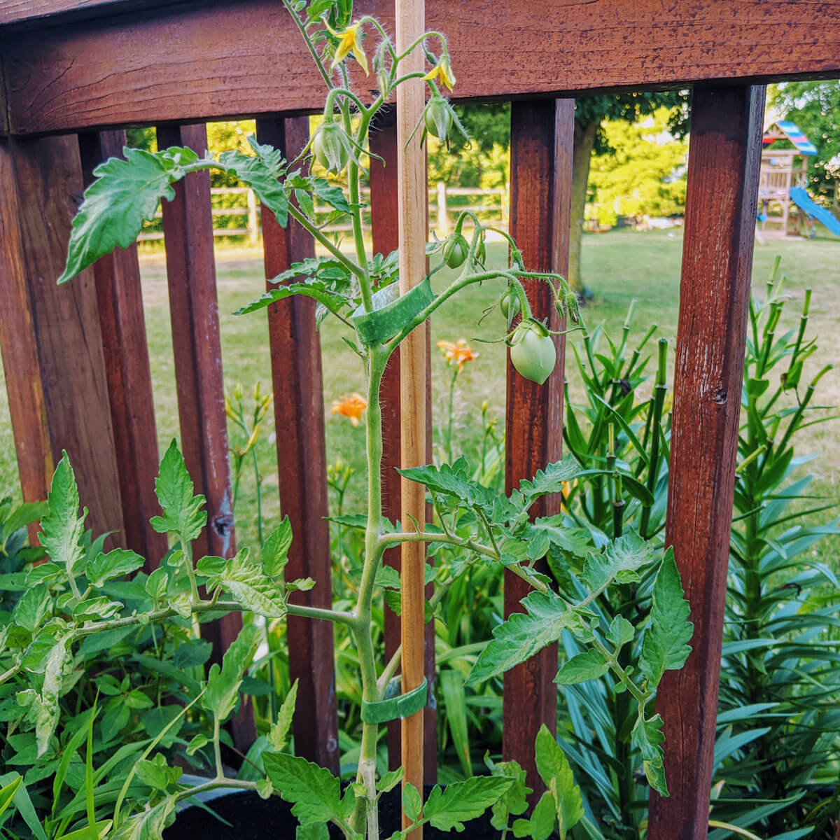 Garden Stakes for Tomato Plant - Hardwood Dowels!