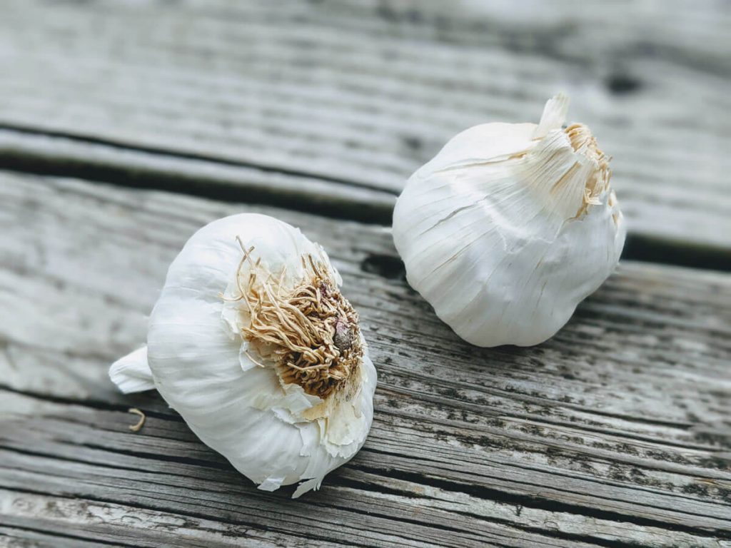 Garlic Bulbs Ready to use as companions in the garden