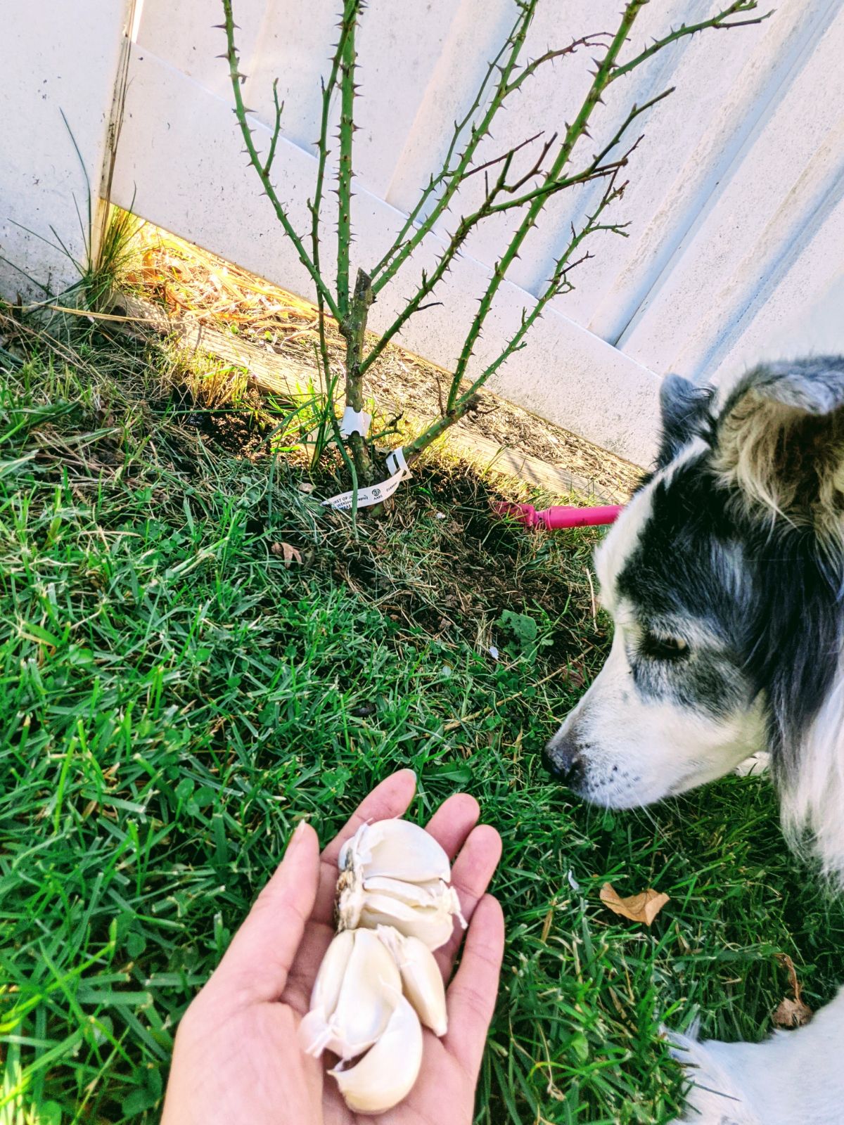 Border Collie sniffing around near a rosebush and a hand holding garlic cloves
