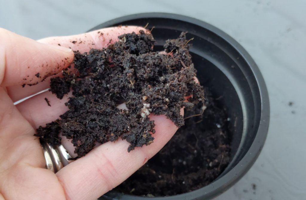 Holding some Promix Potting Soil to Show the texture and what's in Promix soil