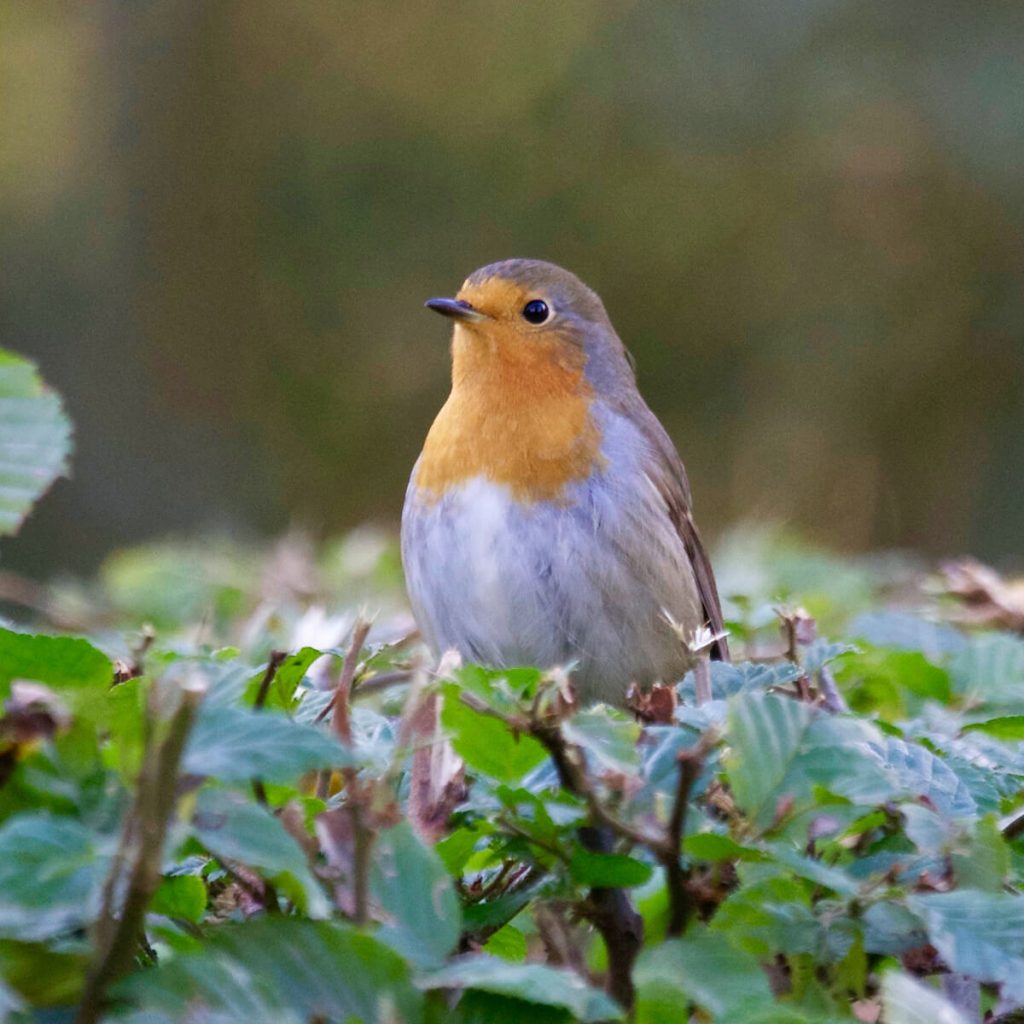 How to Keep Birds out of Garden Beds and Containers - Pretty Bird Sitting on Shrubs - Photo by Matthias Zomer from Pexels