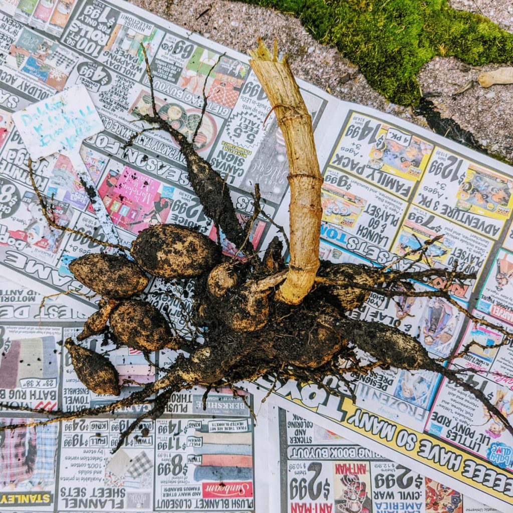 Overwintering Dahlias in Newspaper Indoors to grow them again - dahlia tubers on newsprint