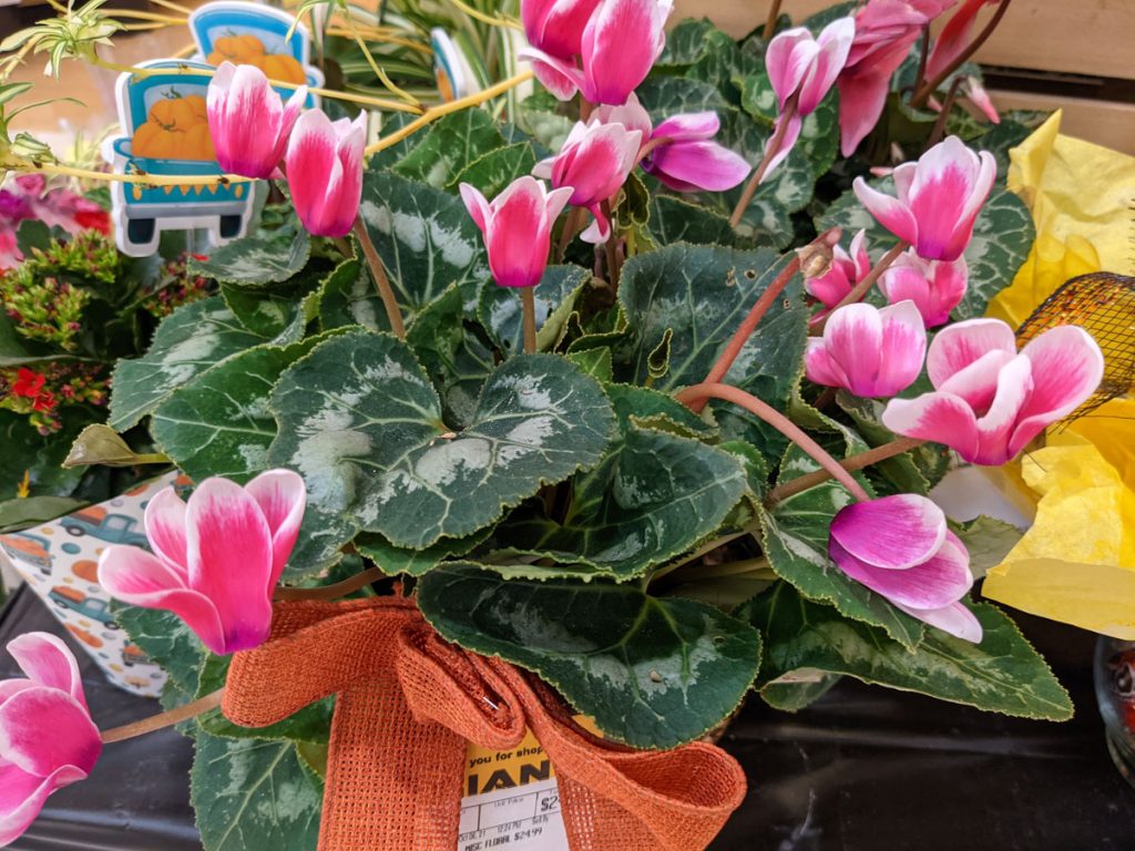 Pink Cyclamen Christmas Flowers are so beautiful.