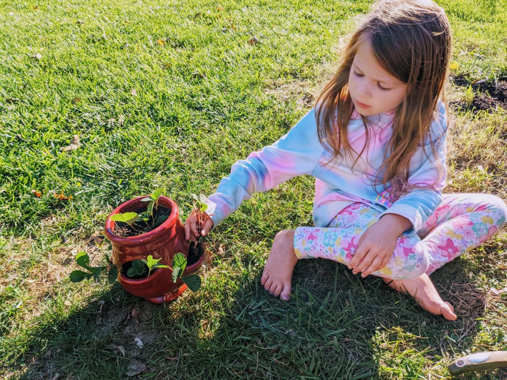 Five-Year-Old Girl Planting Strawberry Plants in a Red Urn Planter