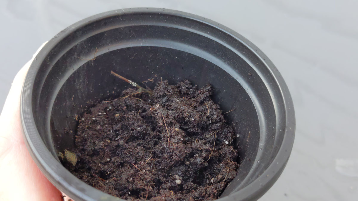 Promix potting mix in a nursery pot - here's my review of this potting soil.