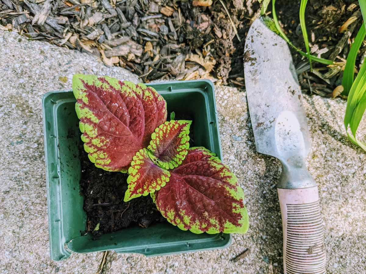 Propagating Coleus and Transplanting Successful Cuttings in the Garden - Plant and Hand Spade on Stone Walkway