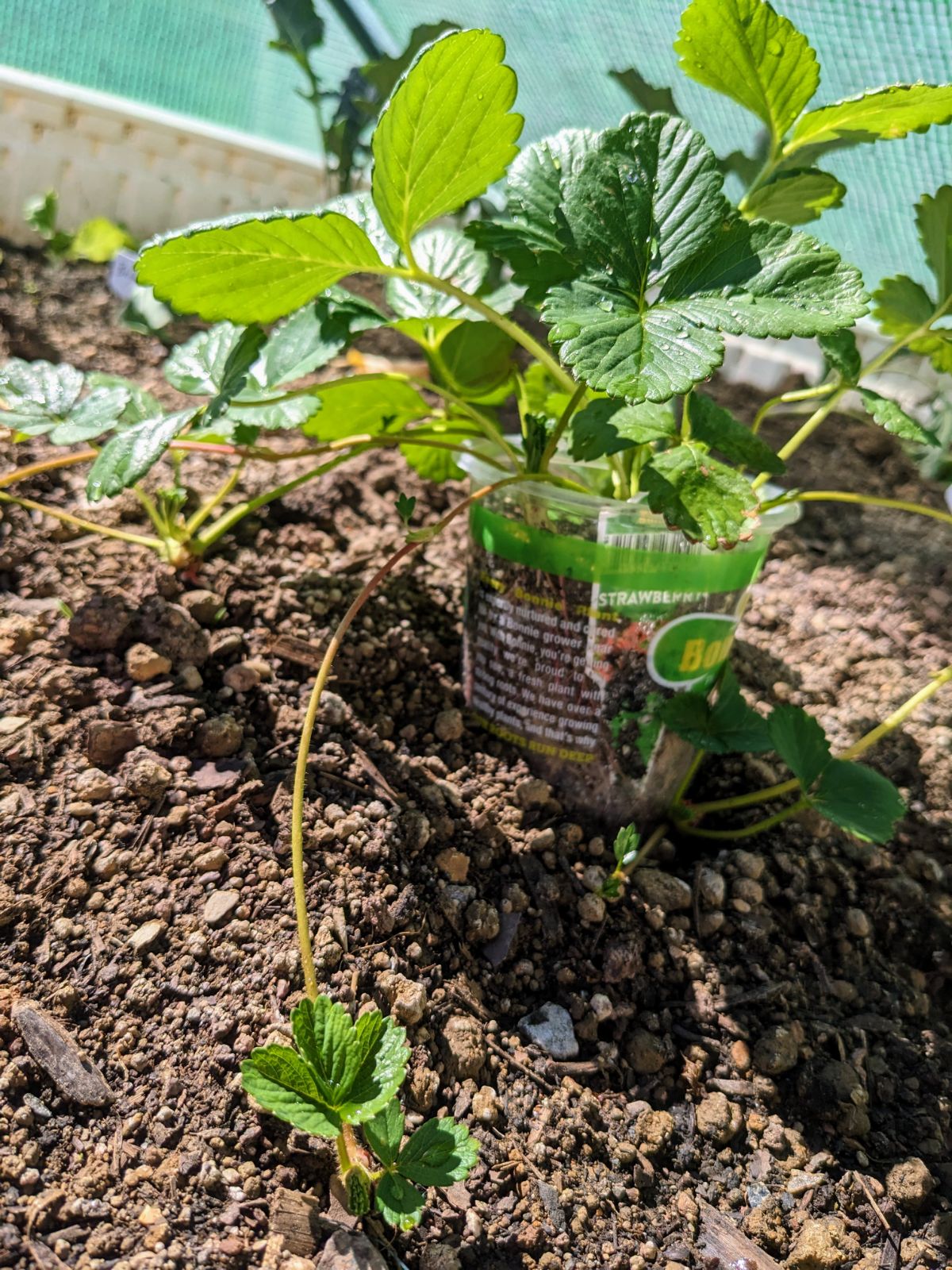 Strawberry runner trailing off of a mother plant in a raised garden bed