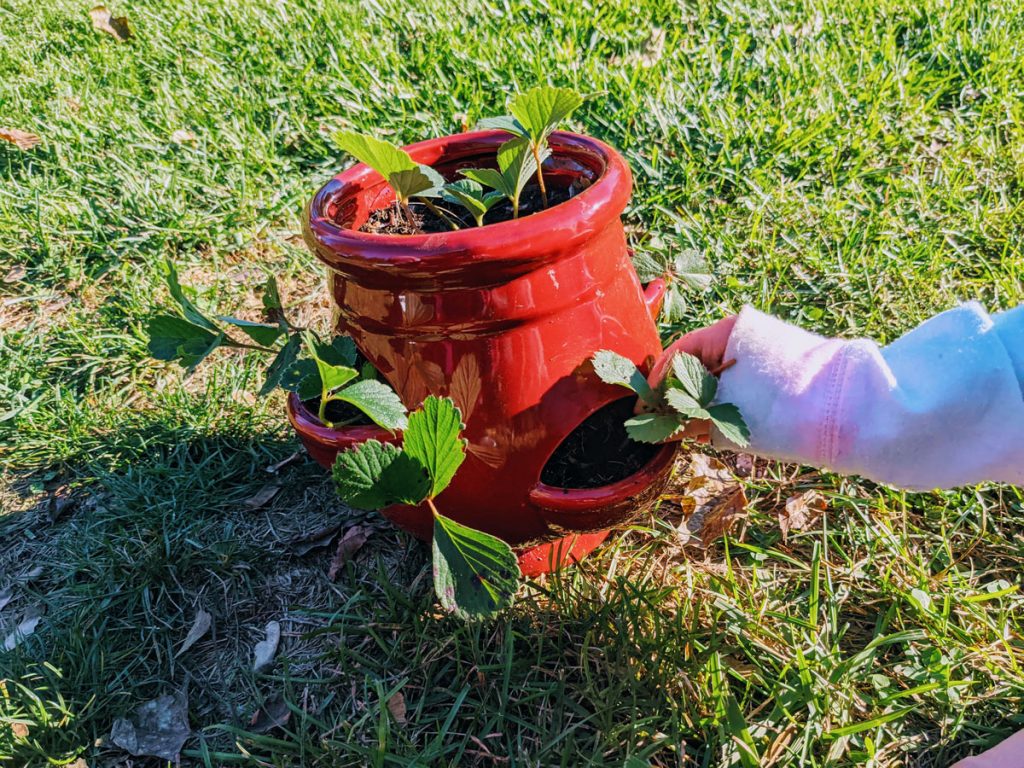 Young Child Planting Strawberry Starts in Red Strawberry Planter Urn