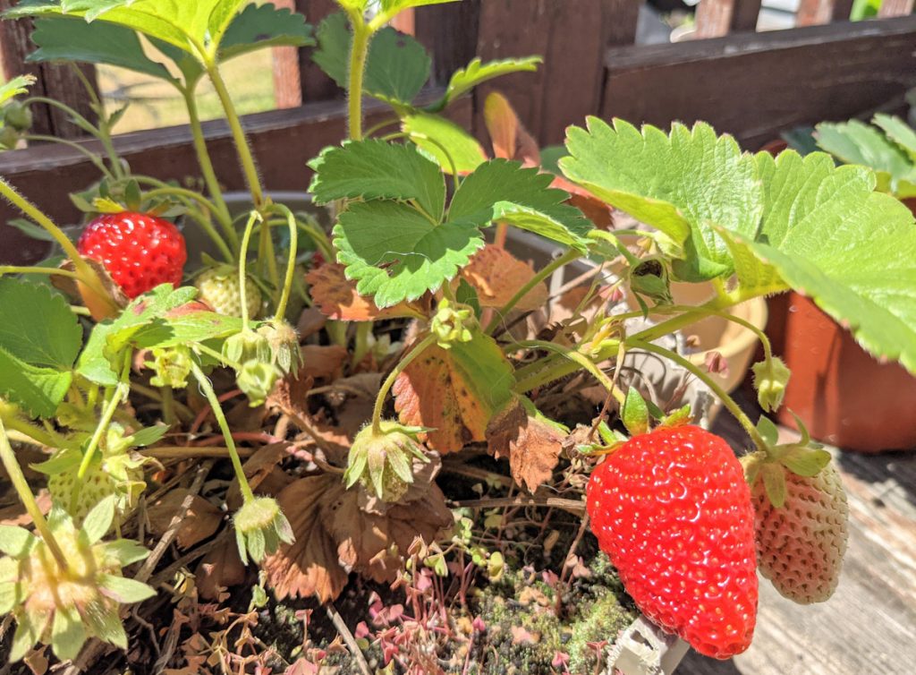 Large, Juicy Red Strawberry on the Plant