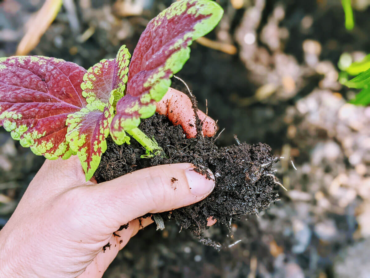 Rooted Coleus Cuttings in Soil - Ready to Plant!