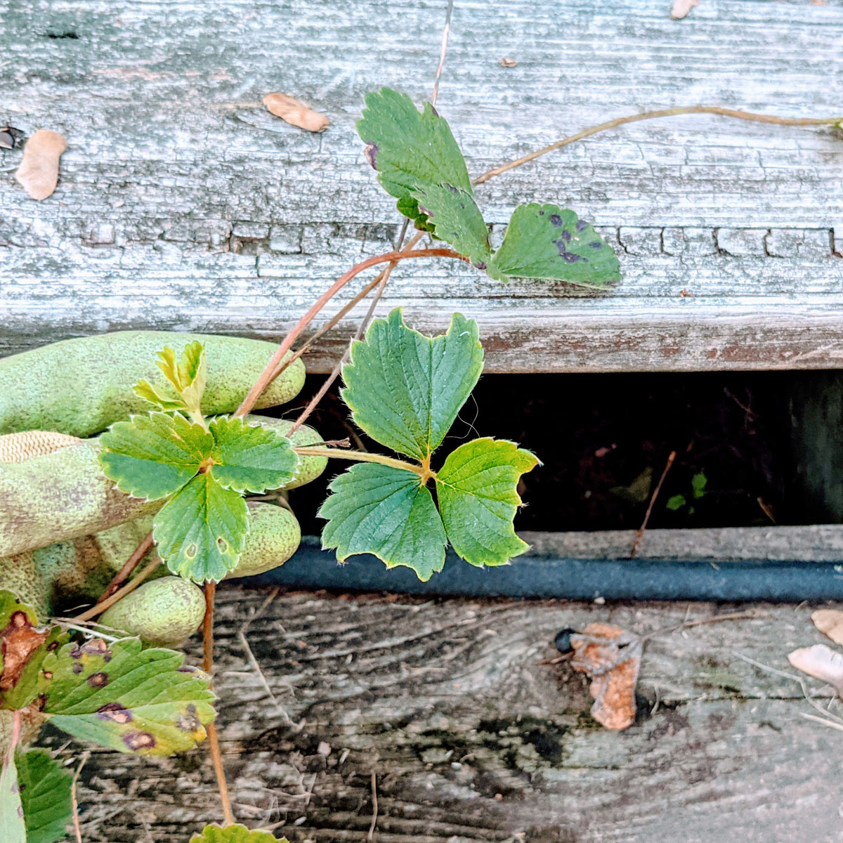 Strawberry Runners for Propagating over a wooden deck