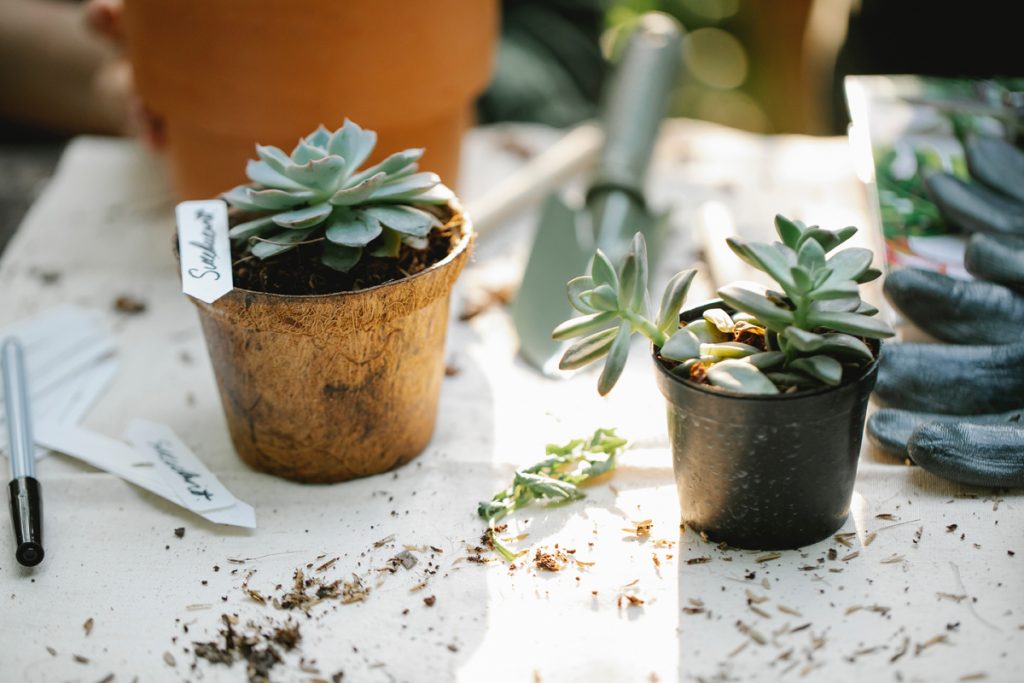 Succulents on a potting bench or table for a garden social event - Photo courtesy of Photo by Gary Barnes from Pexels