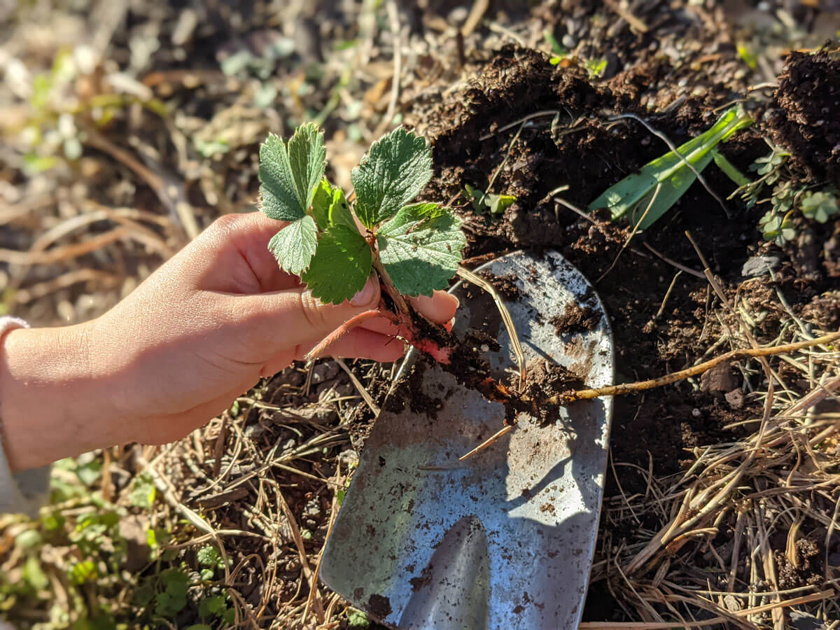 Digging and Replanting Strawberry Runners in the Garden