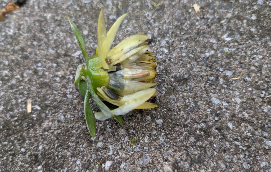 "Wet" Dahlia Seed Pod - Recently Spent Flower with Seeds from Dahlias