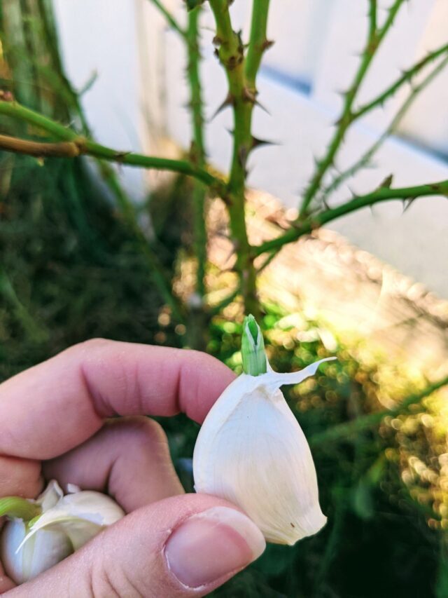 Garlic Companion Plants (A Fall Planting MUST!)