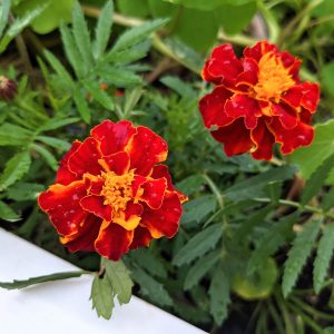 Are Marigolds Perennials?