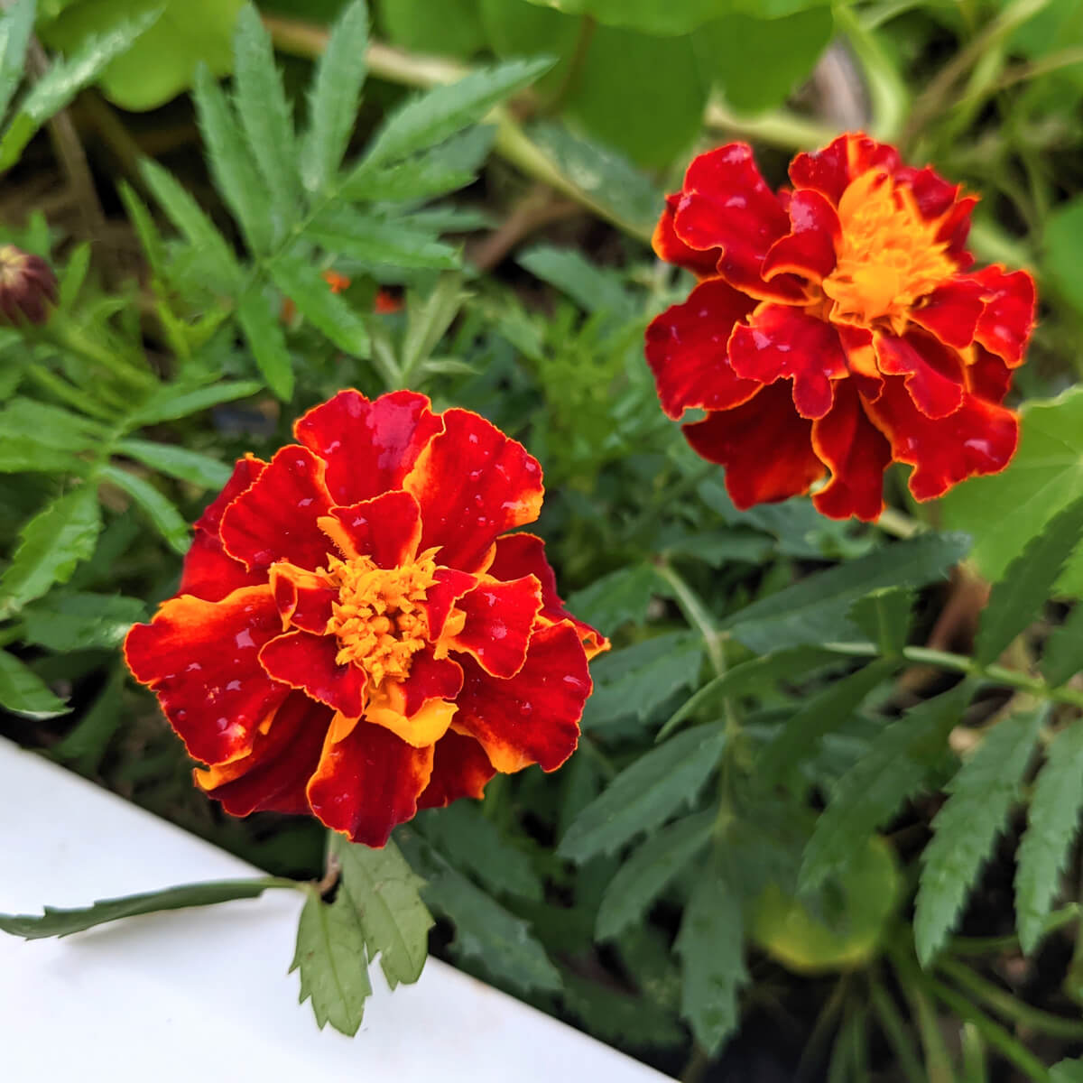 Are Marigolds Annuals or Perennials - French Dwarf Marigolds in Raised Bed