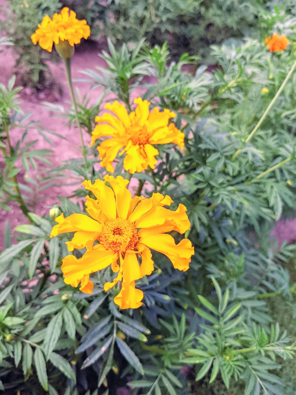 Sunny yellow marigold with green foliage in the vegetable garden